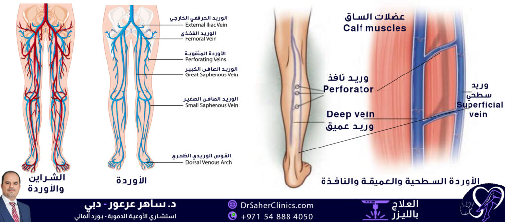 شبكة الأوردة في جسم الإنسان وفي الساق ومنها الوريد الصافن الكبير والصغير